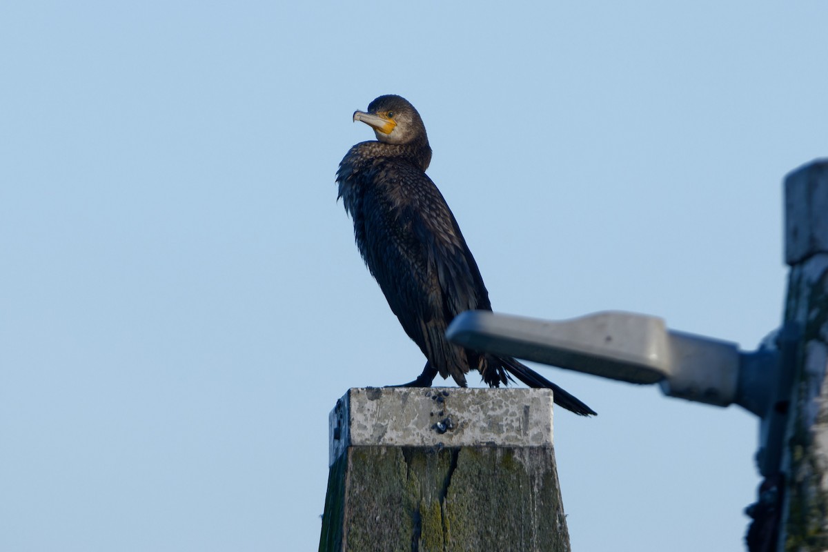 Great Cormorant - ML645960957