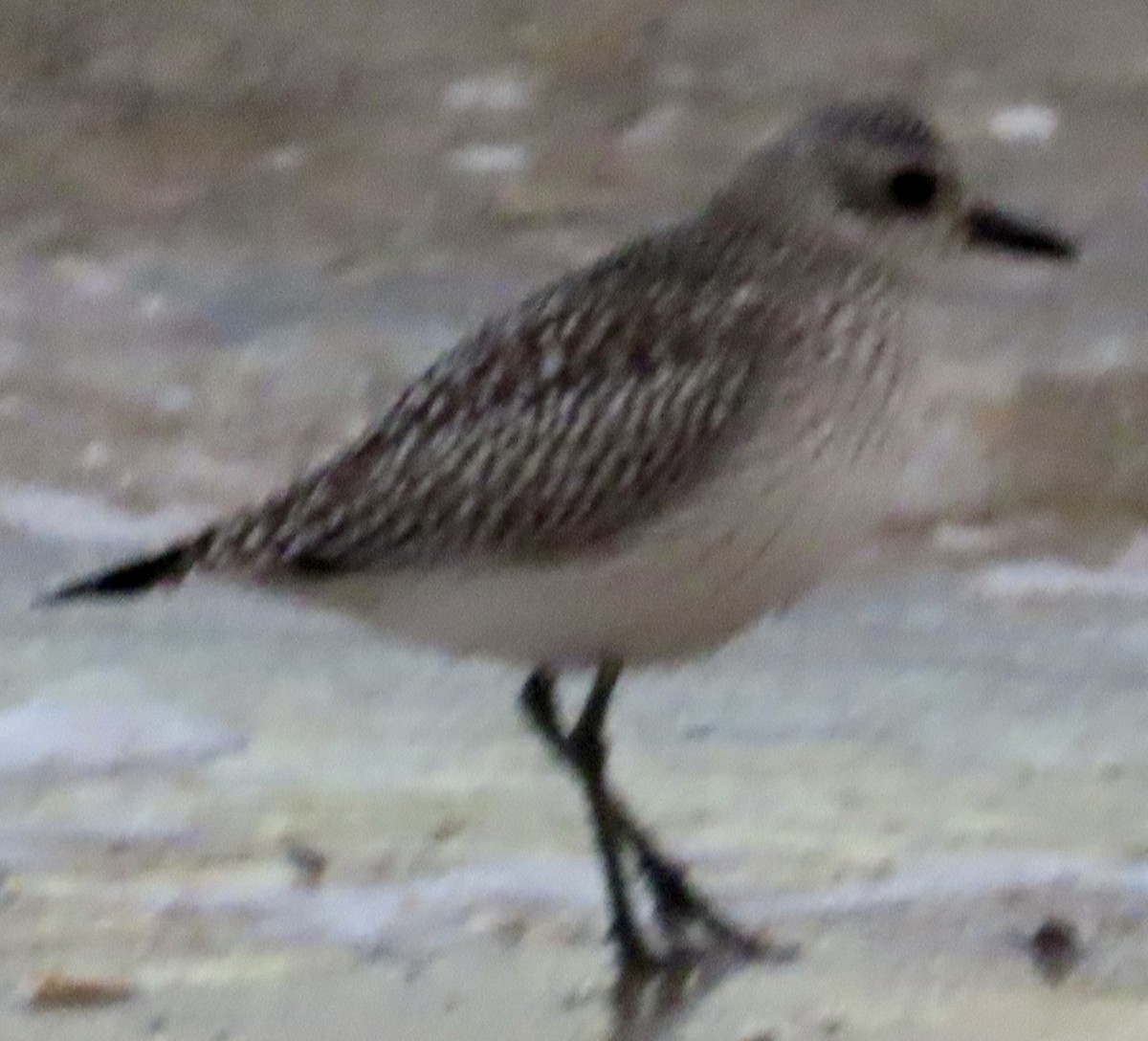 Black-bellied Plover - ML645960958