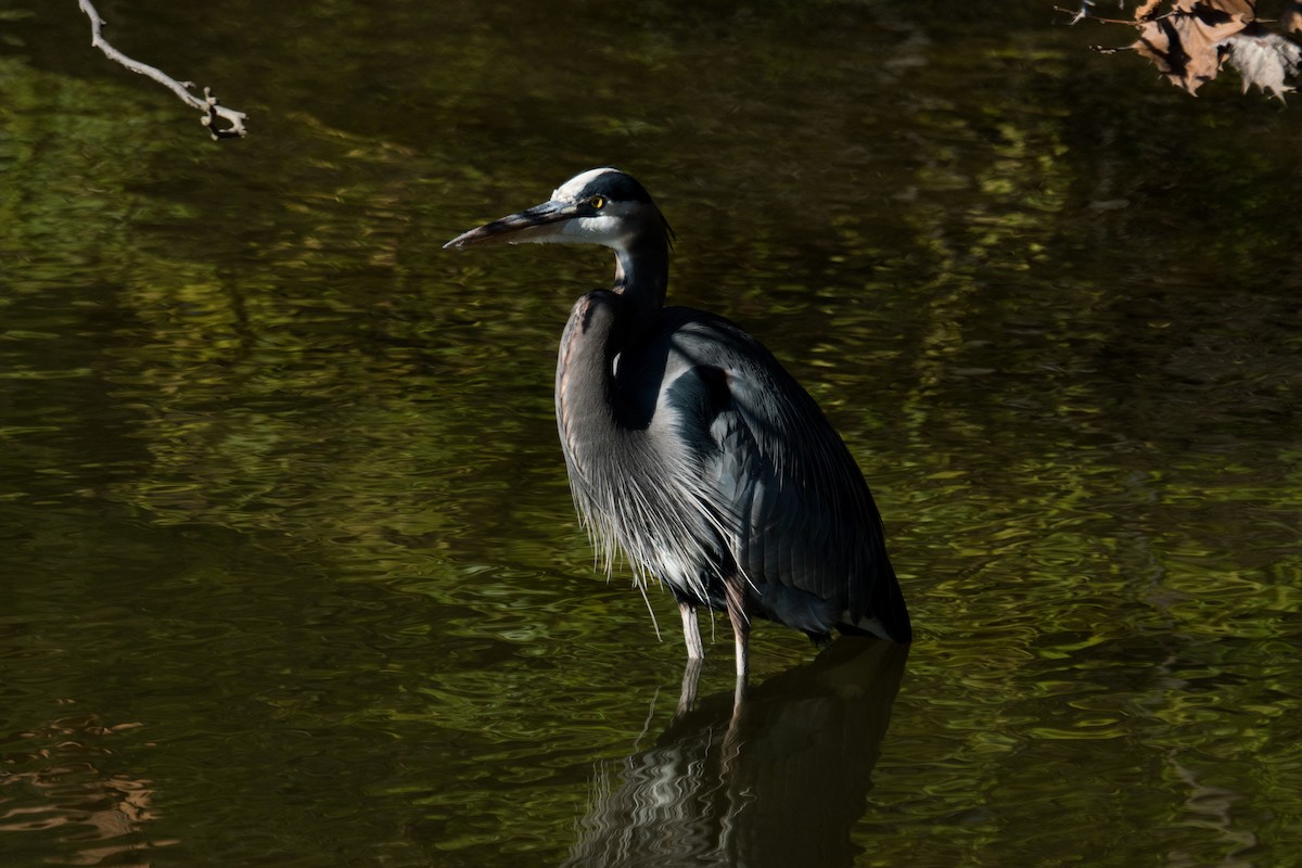 Great Blue Heron - ML645960959
