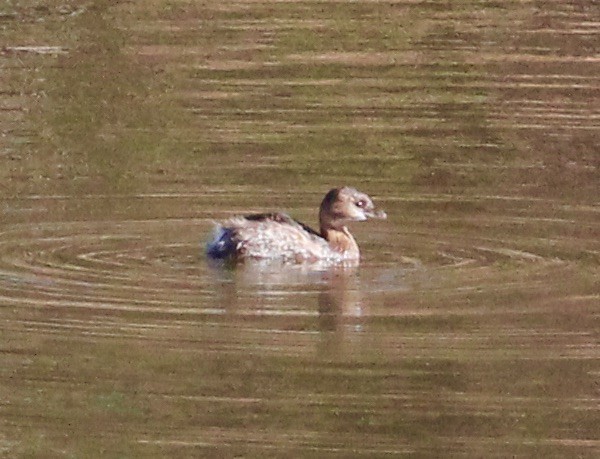 Pied-billed Grebe - ML645960960