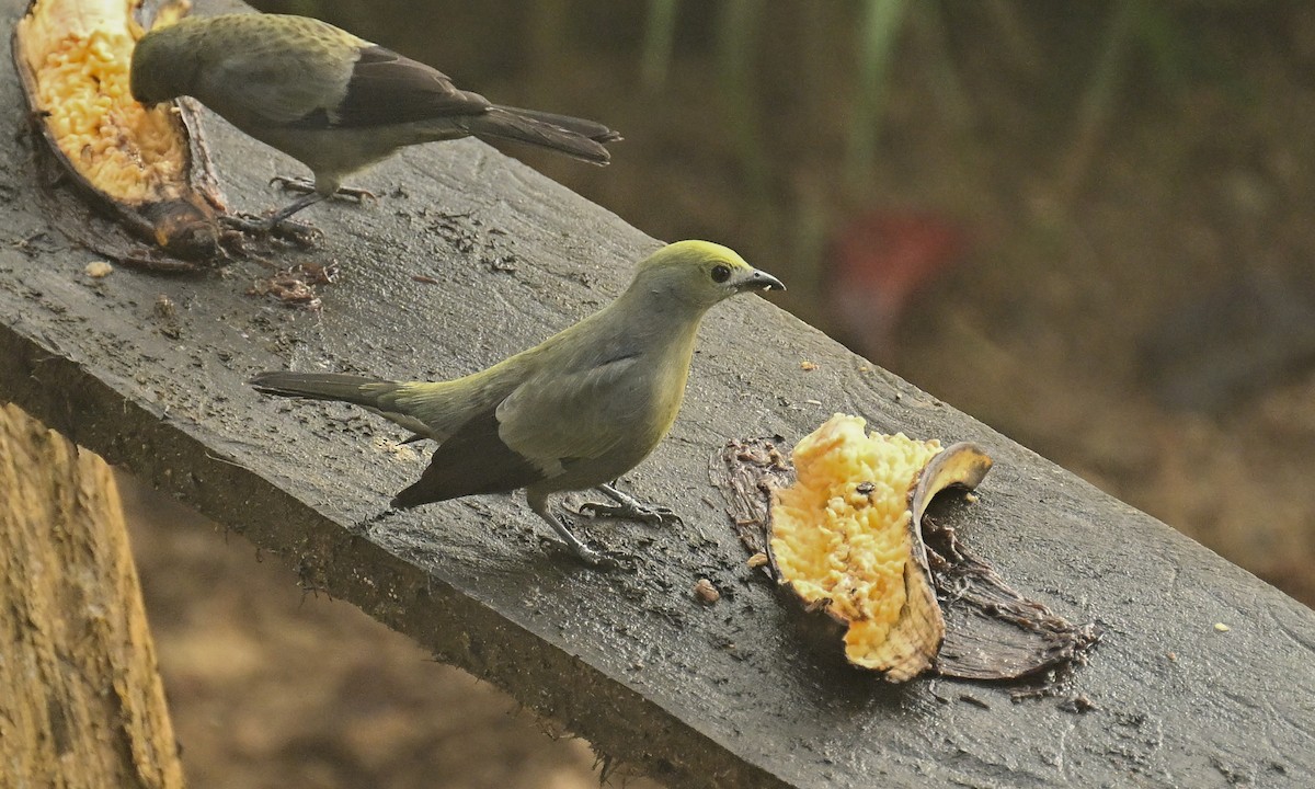 Palm Tanager - ML645960961