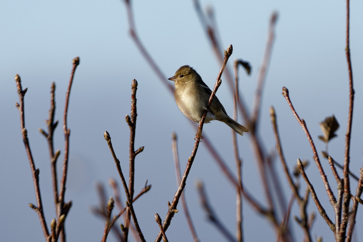 Common Chaffinch - ML645960962