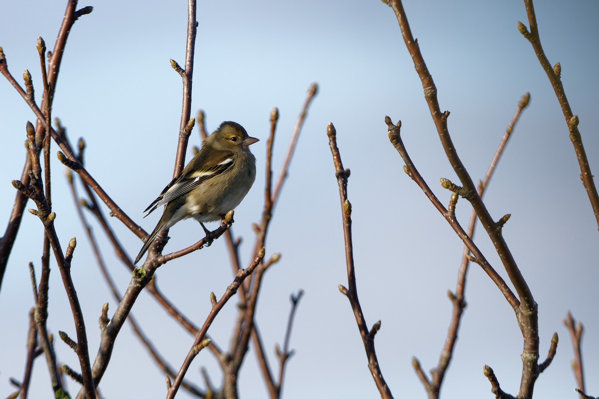 Common Chaffinch - ML645960963