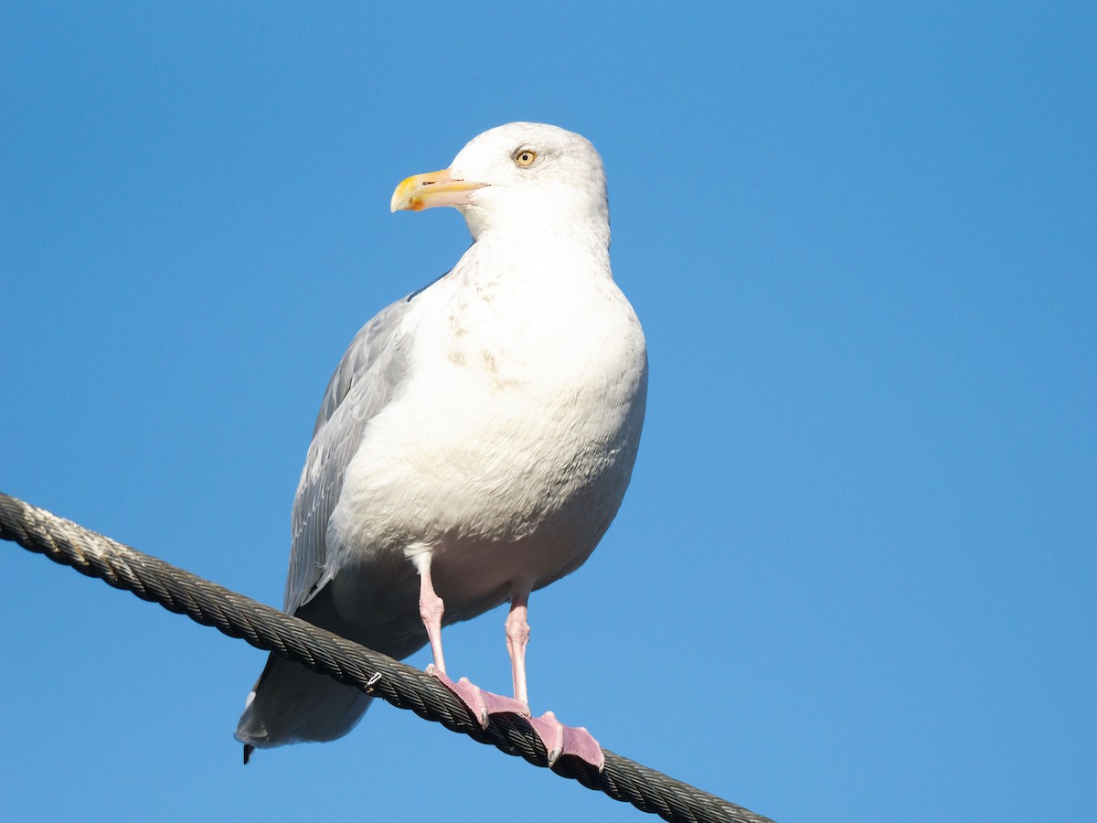 American Herring Gull - ML645960967