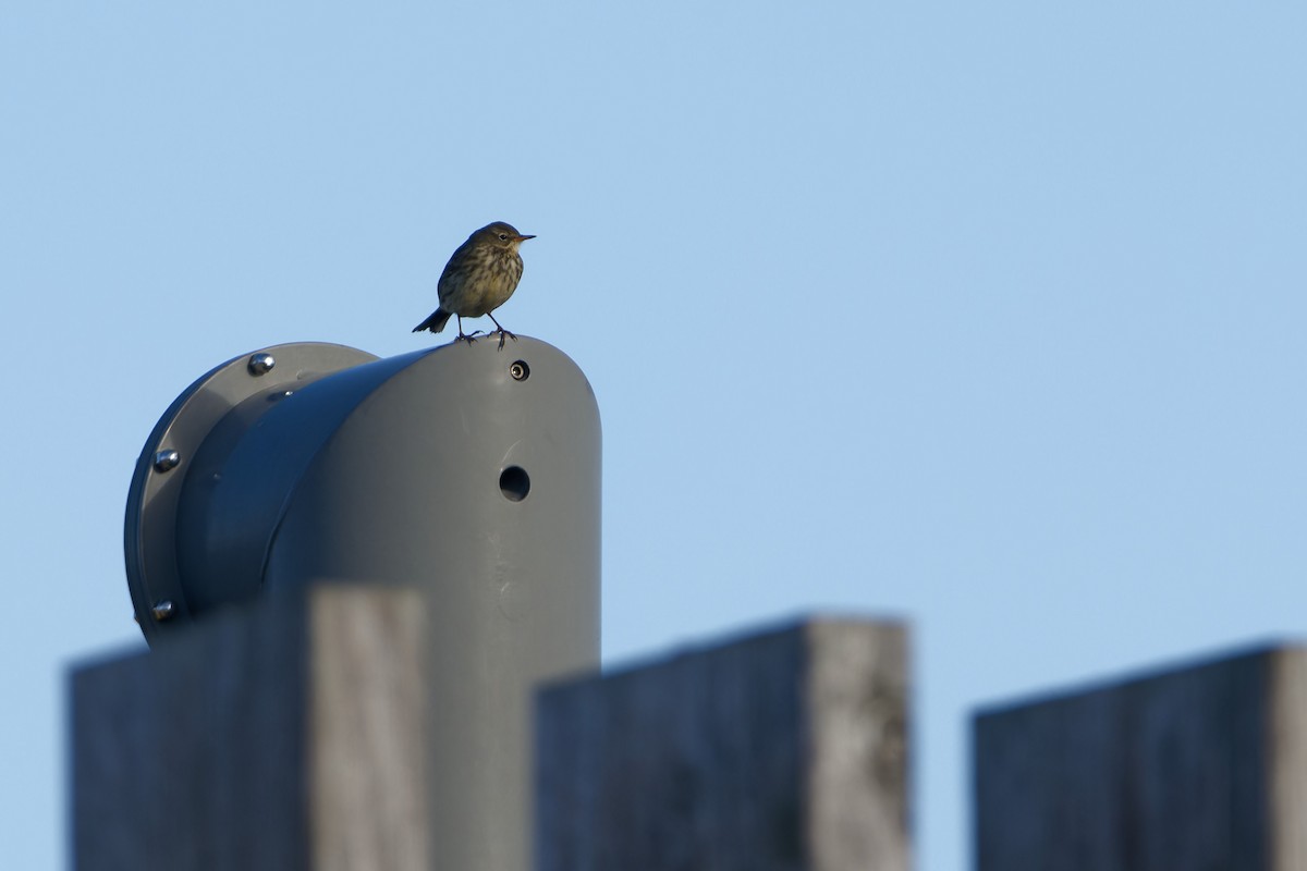 Rock Pipit - ML645960971