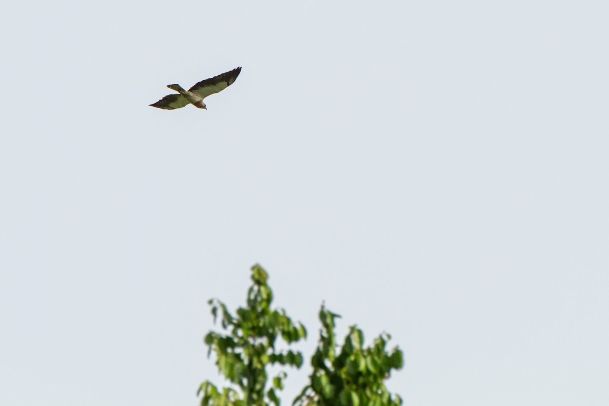 Свенсонов канюк - ML645960973