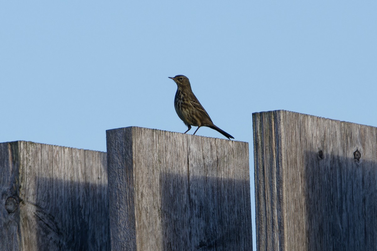 Rock Pipit - ML645960974