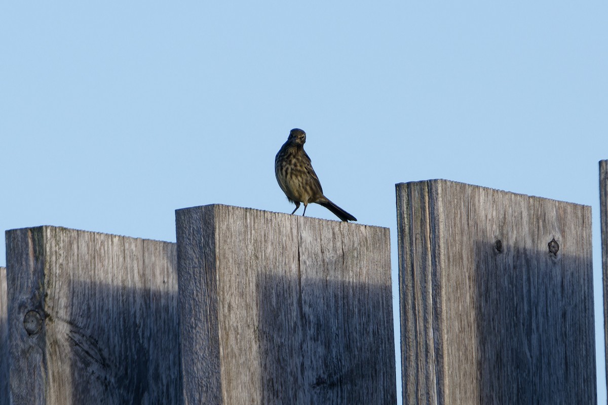 Rock Pipit - ML645960976