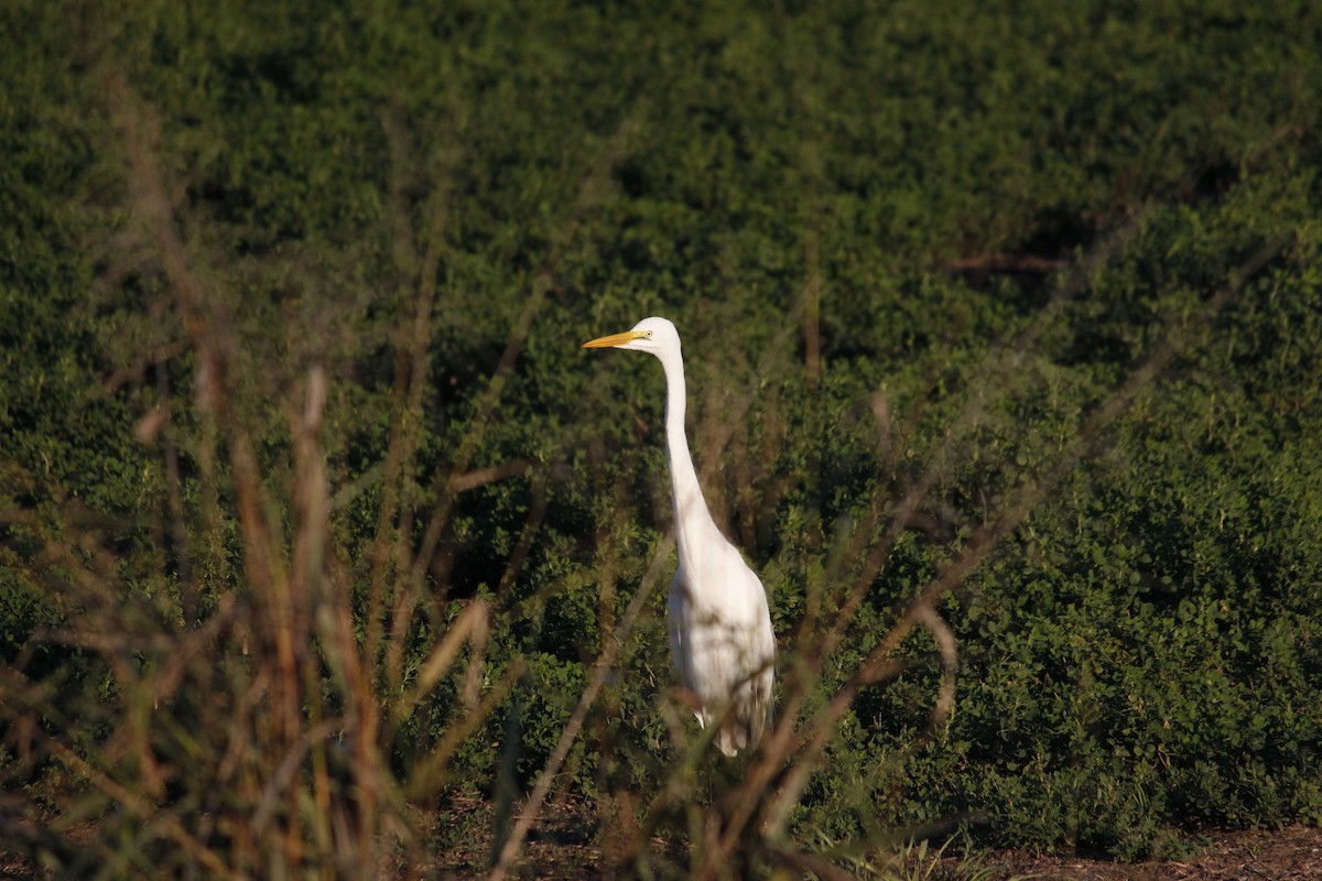 Great Egret - ML645960991