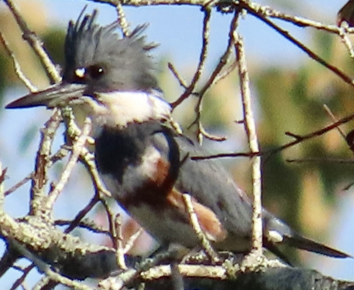 Belted Kingfisher - ML645960993