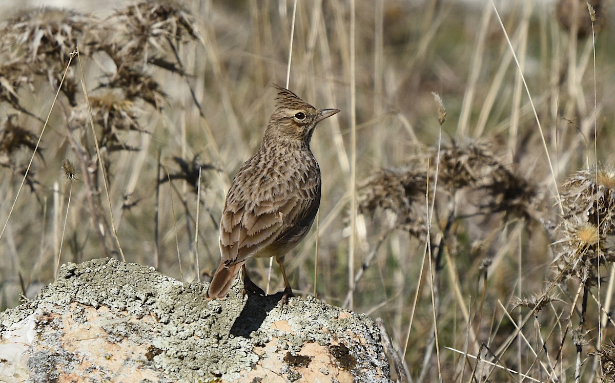 Thekla's Lark - ML645960995