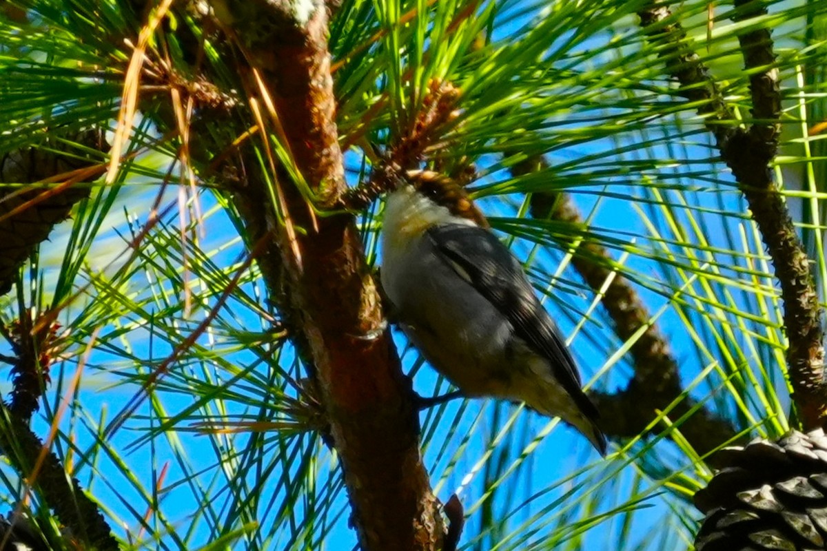 brhlík hnědohlavý - ML645961016