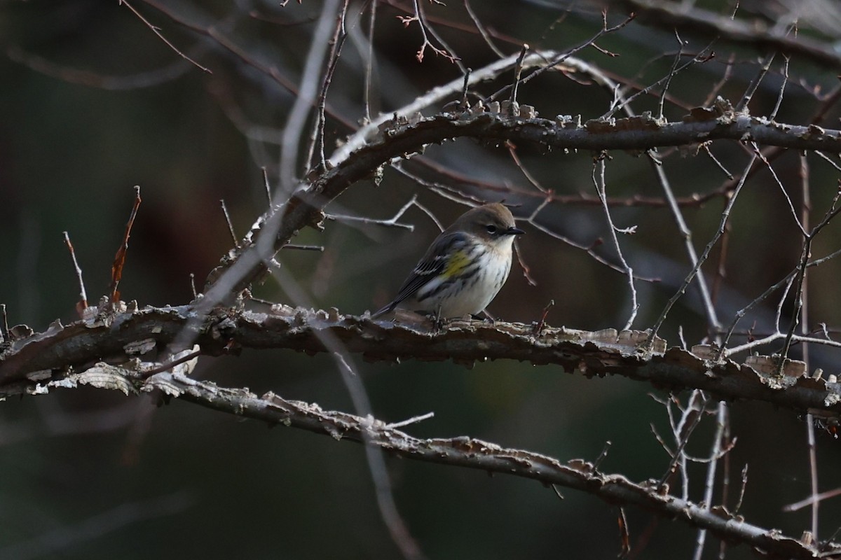 Yellow-rumped Warbler - ML645961017