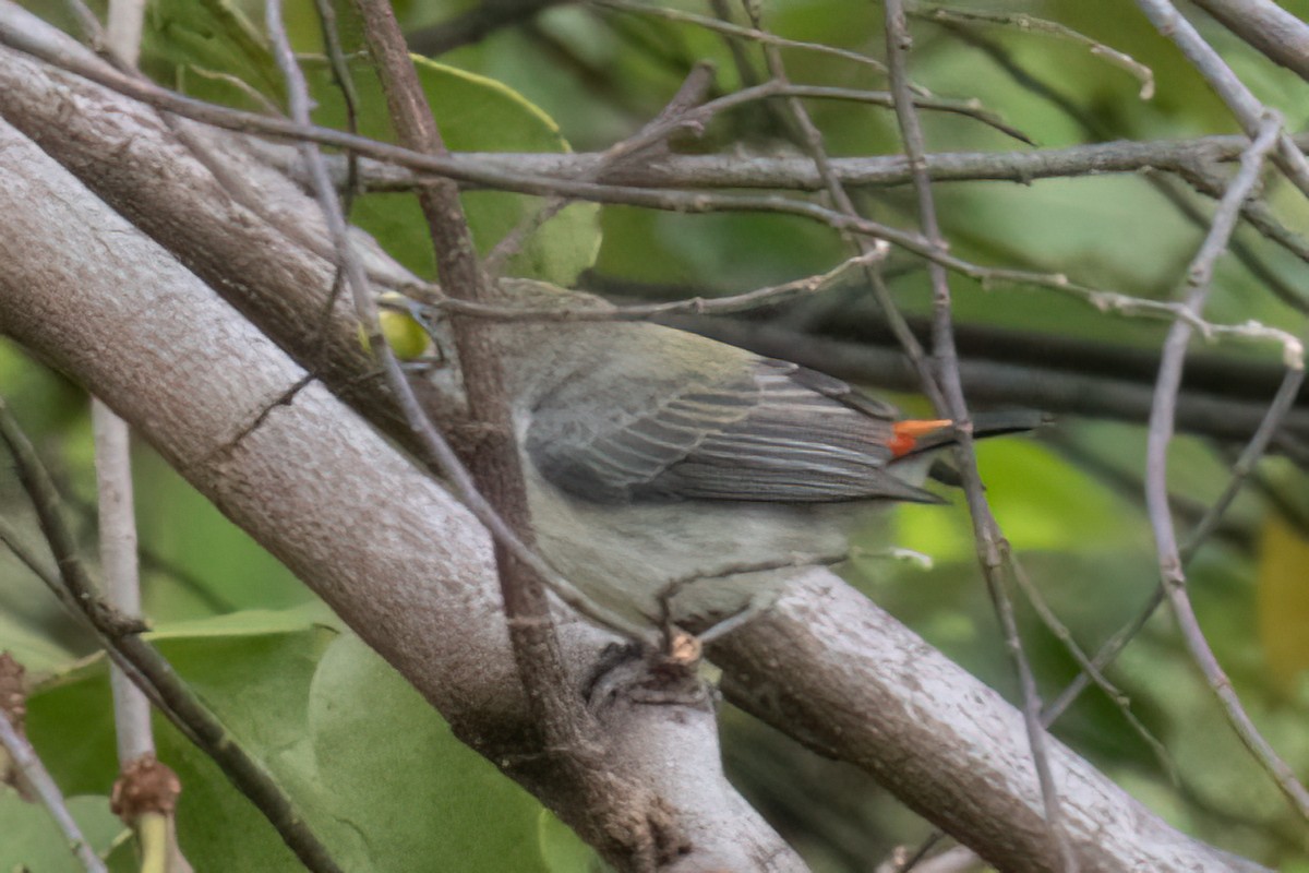 květozob červenohřbetý - ML645961021