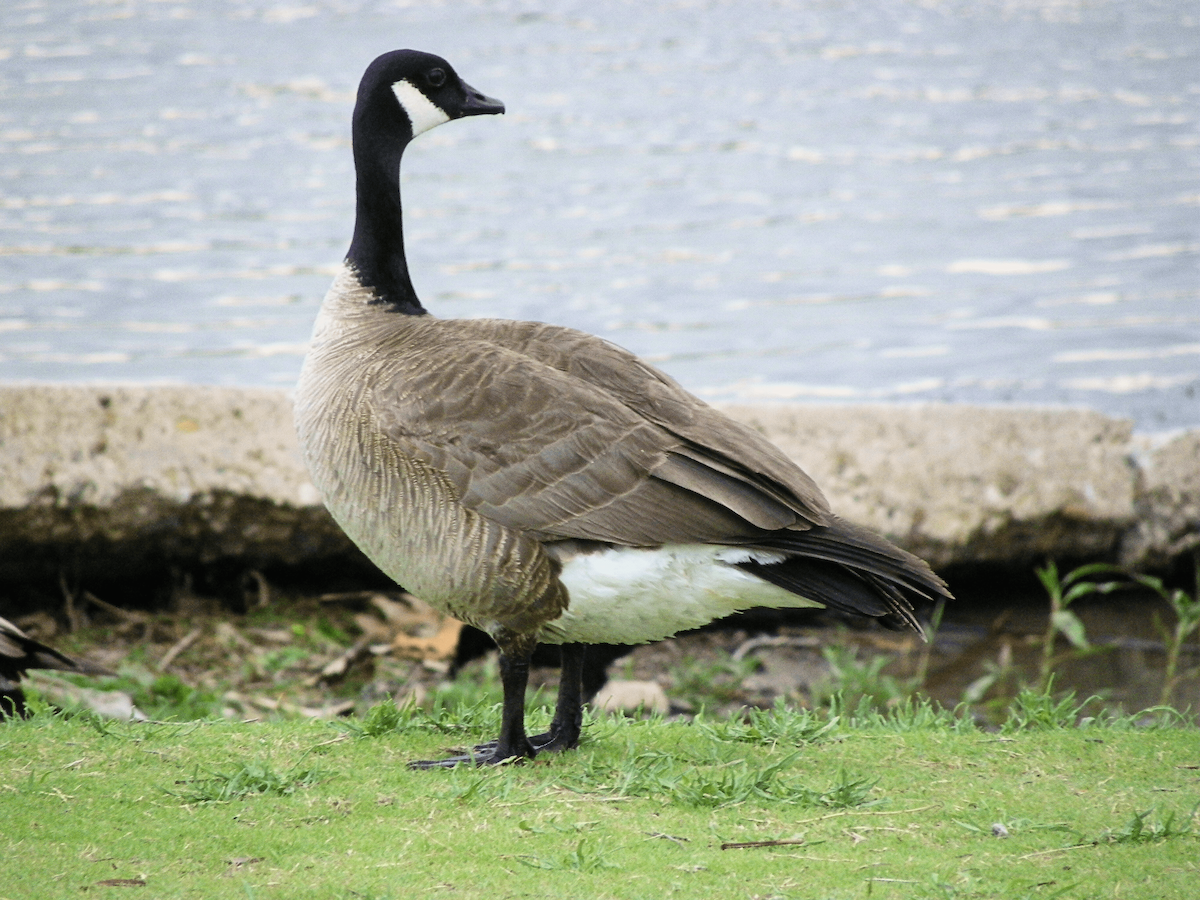 Oca canadese minore - ML645961022