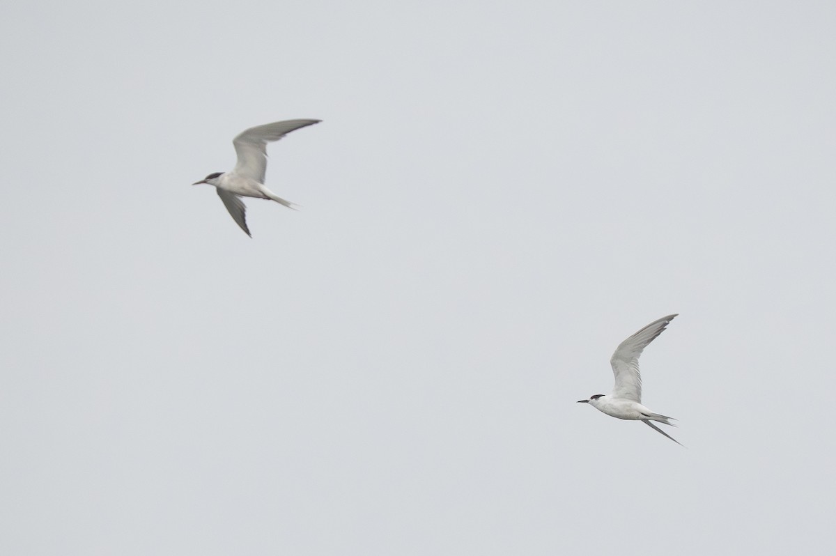 Common Tern - ML645961042