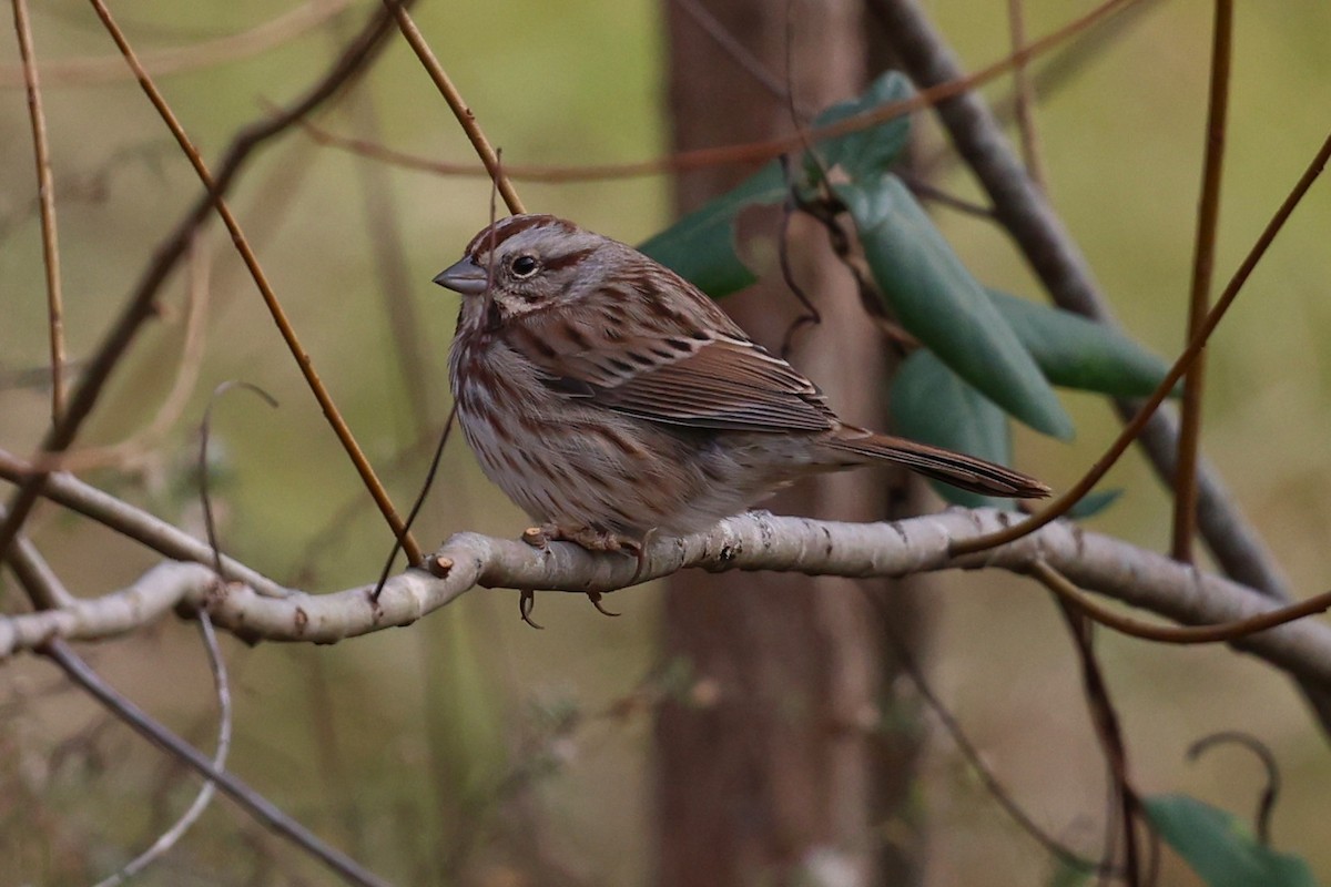 Song Sparrow - ML645961048
