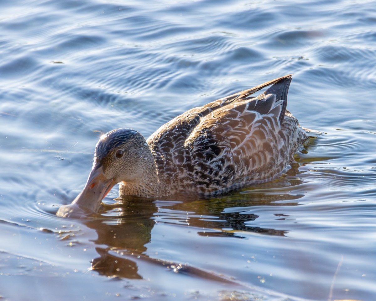 lžičák pestrý - ML645961049