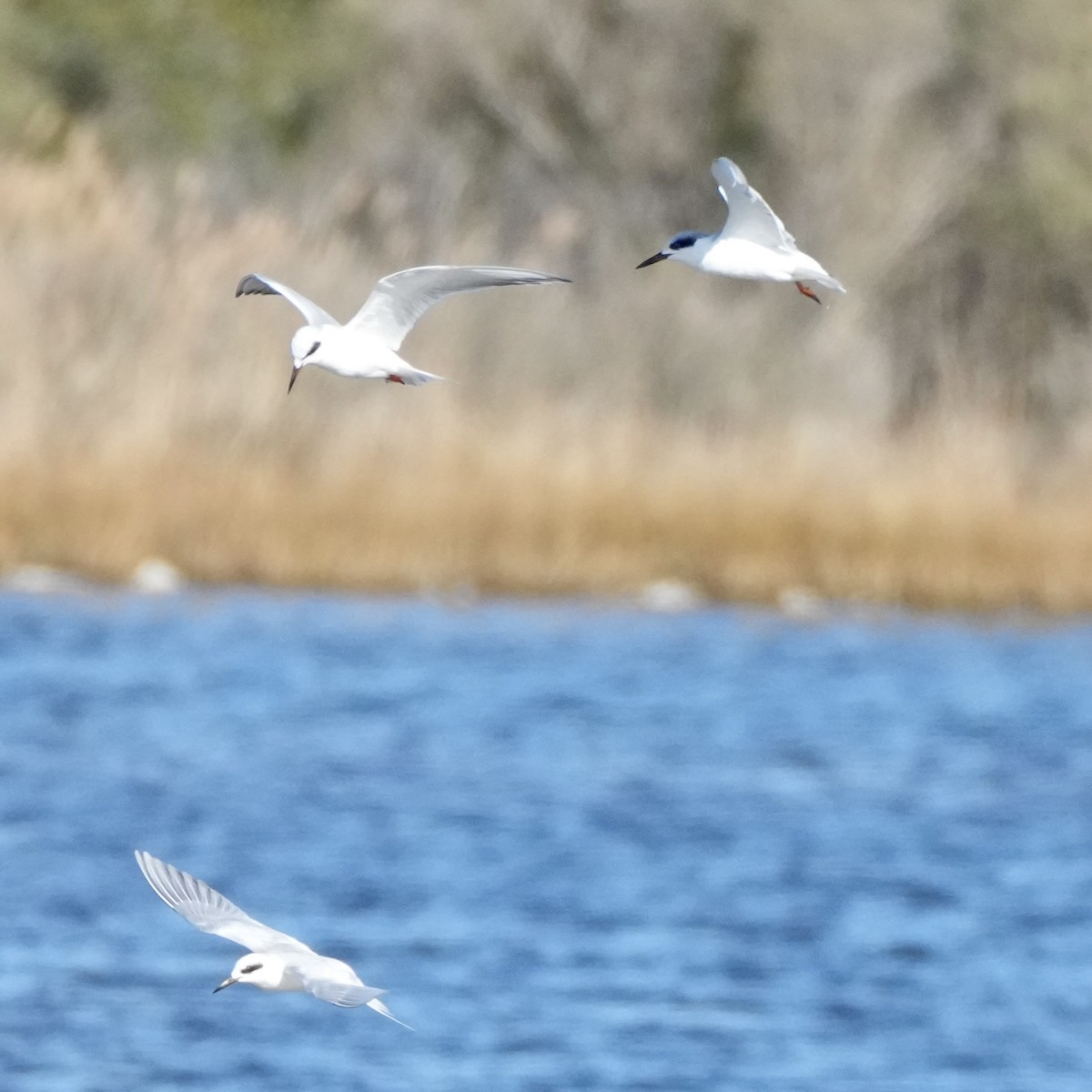 Крячок неоарктичний - ML645961059