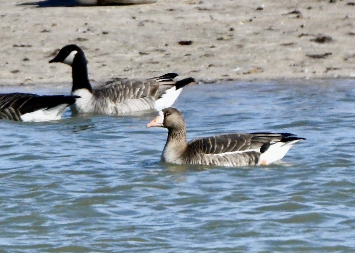 Greater White-fronted Goose - ML645961067