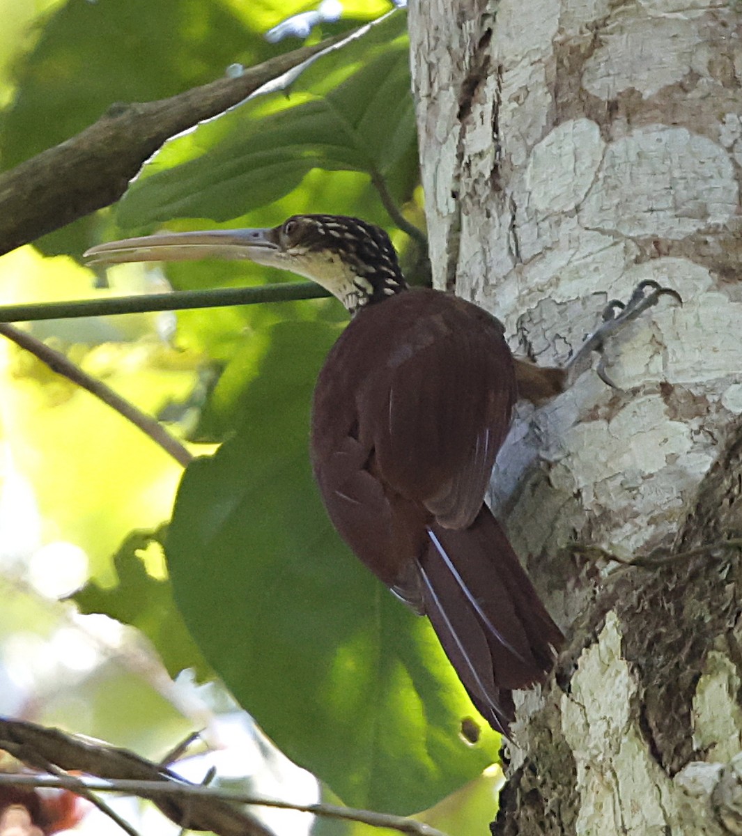 Дереволаз білогорлий - ML645961073