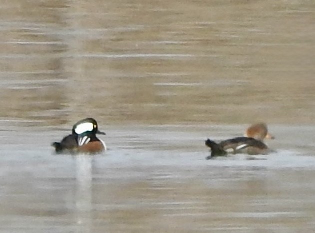 Hooded Merganser - ML645961077