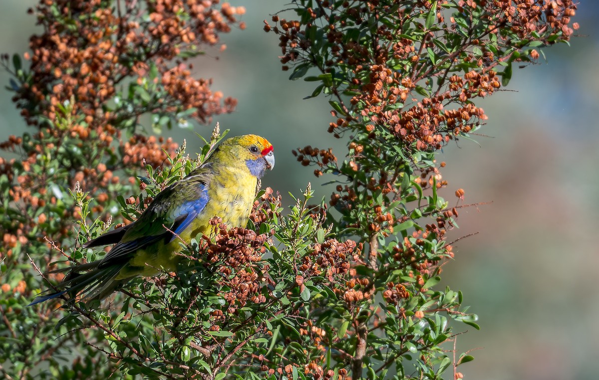 Green Rosella - ML645961081