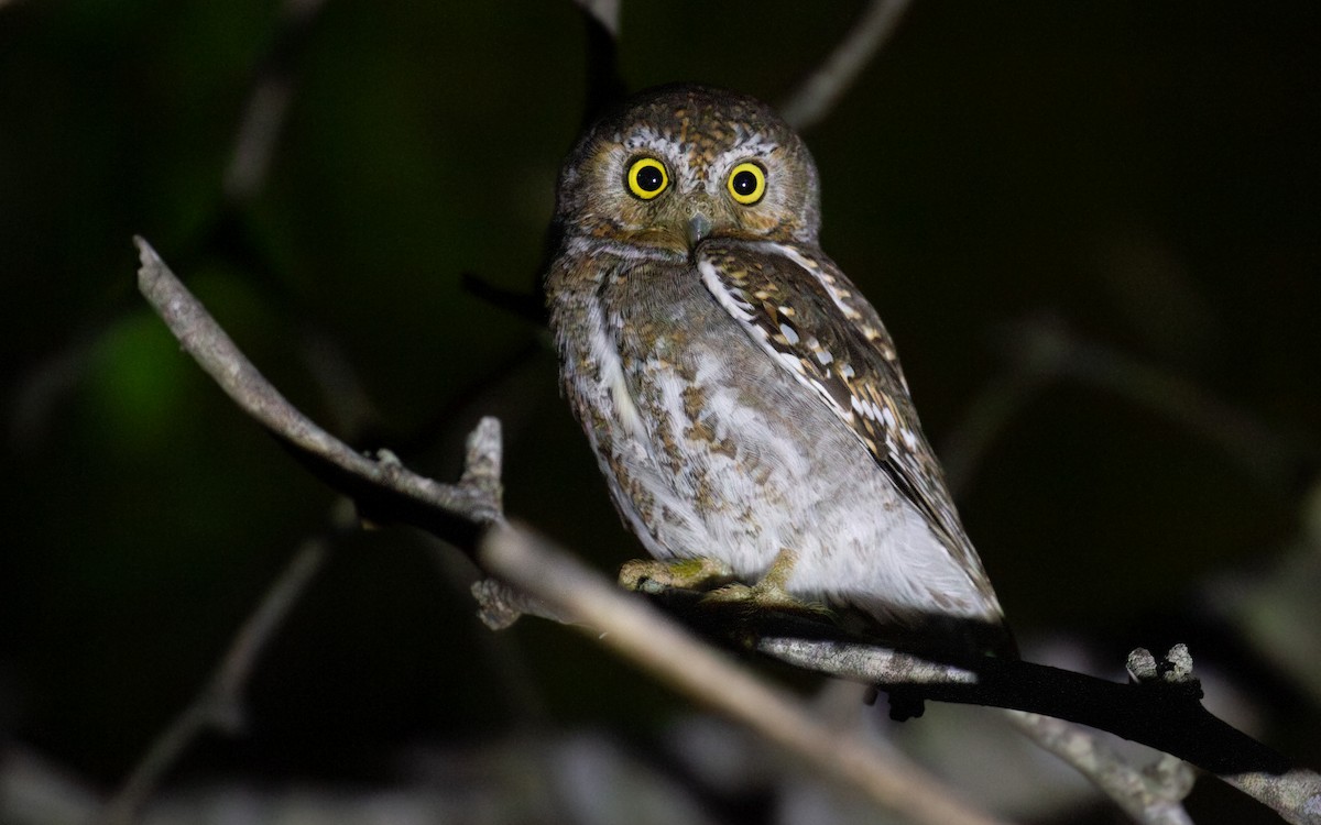 Elf Owl - ML645961086