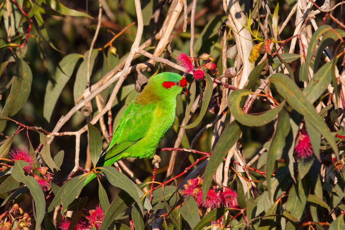 Musk Lorikeet - ML645961093