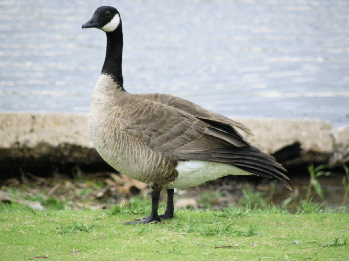 Oca canadese minore - ML645961094