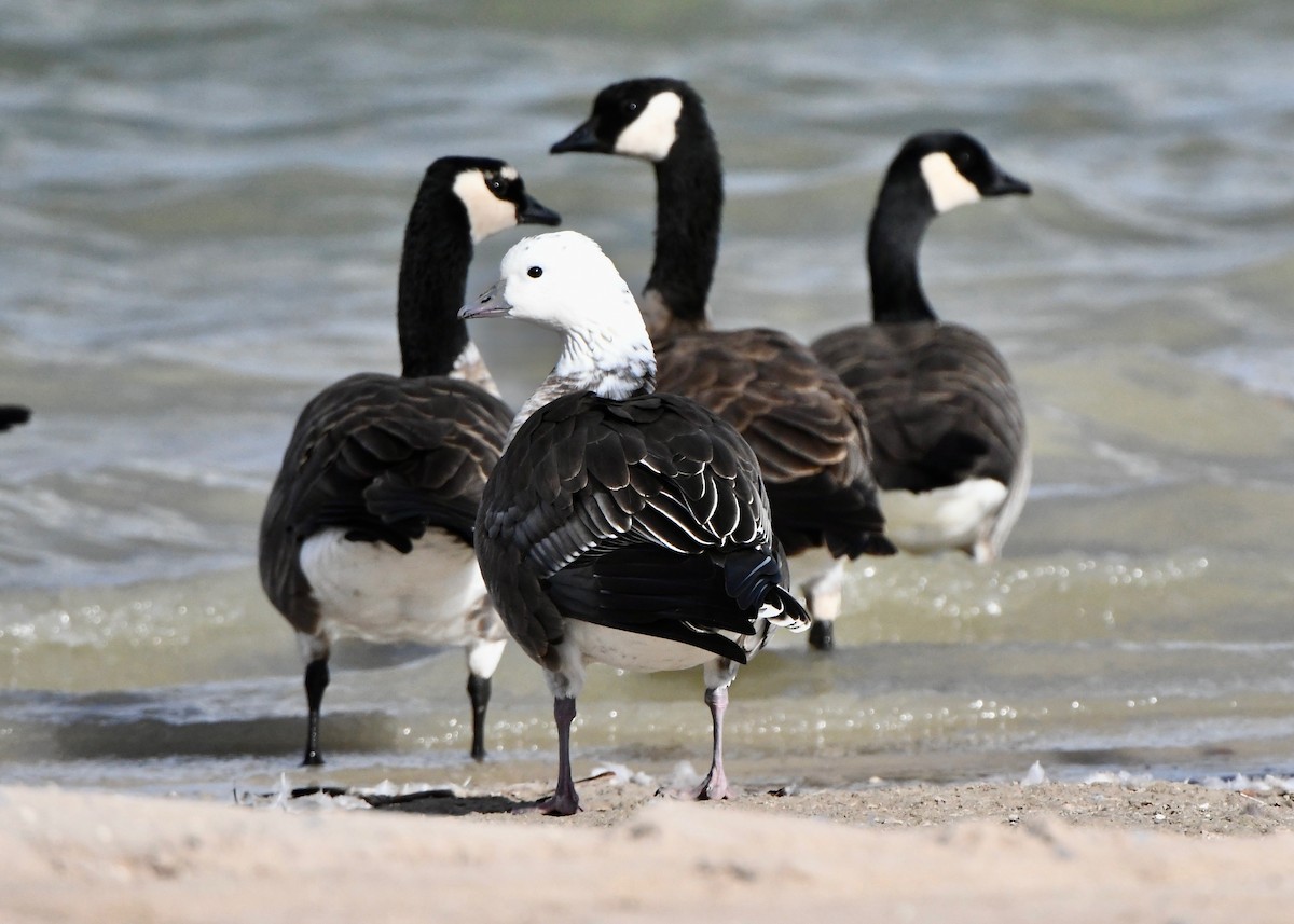 Ross's x Cackling Goose (hybrid) - ML645961096