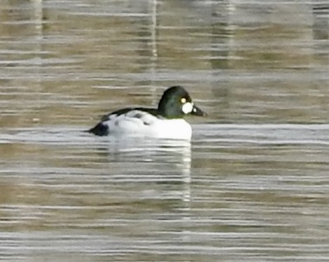 Common Goldeneye - ML645961098
