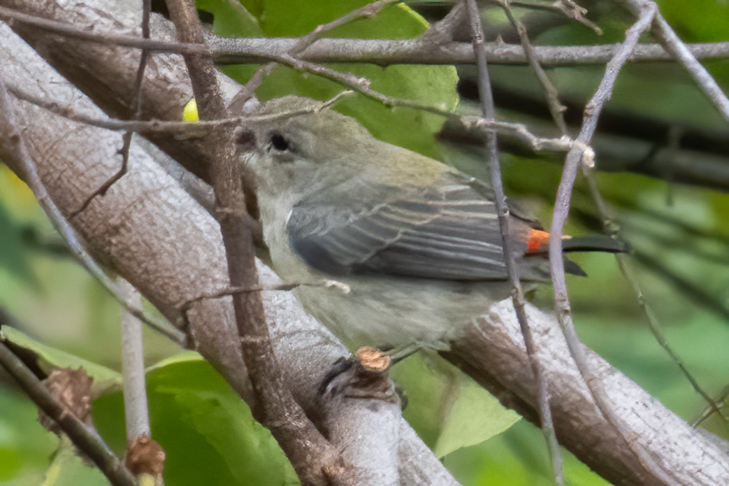 květozob červenohřbetý - ML645961102