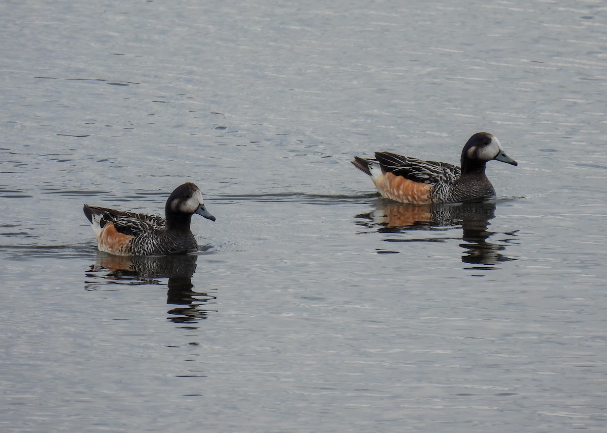 Chiloe Wigeon - ML645961107
