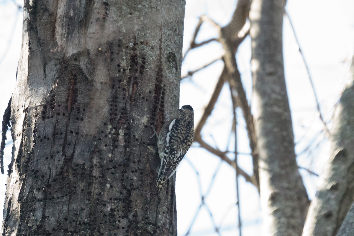 Желтобрюхий дятел-сокоед - ML645961109