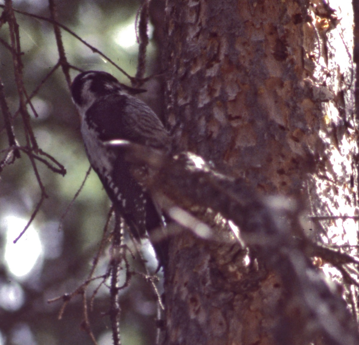 American Three-toed Woodpecker - ML64596111