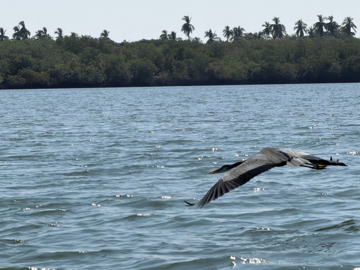 Great Blue Heron - ML645961112