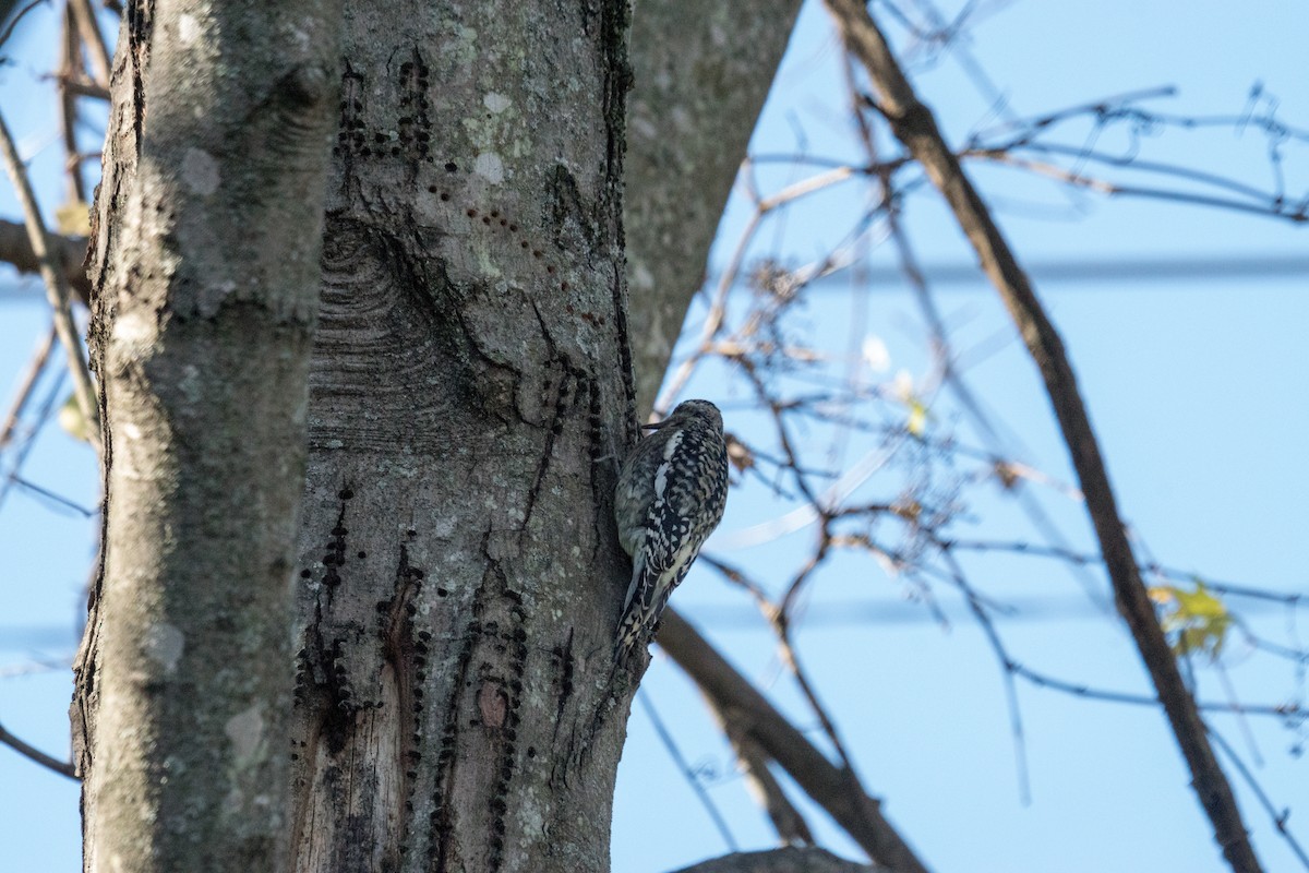Желтобрюхий дятел-сокоед - ML645961113