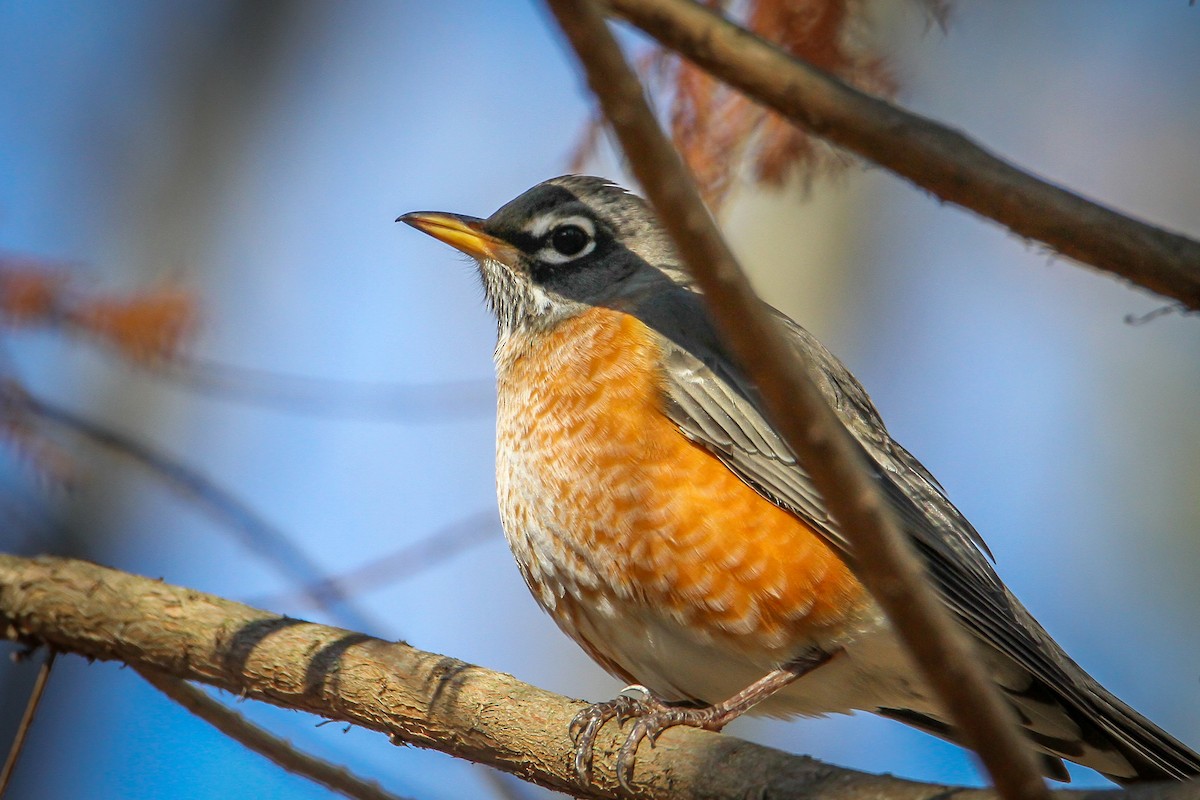 American Robin - ML645961116