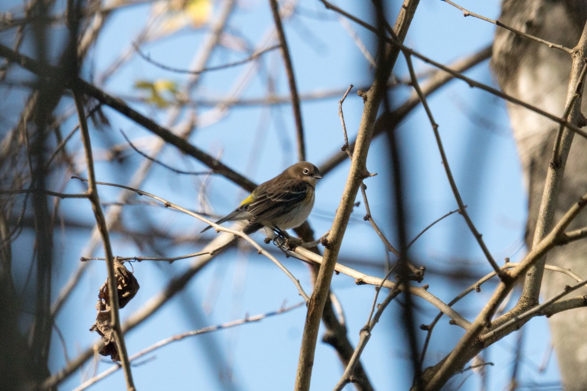 Yellow-rumped Warbler - ML645961117