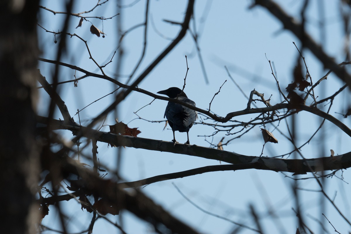 American Crow - ML645961123