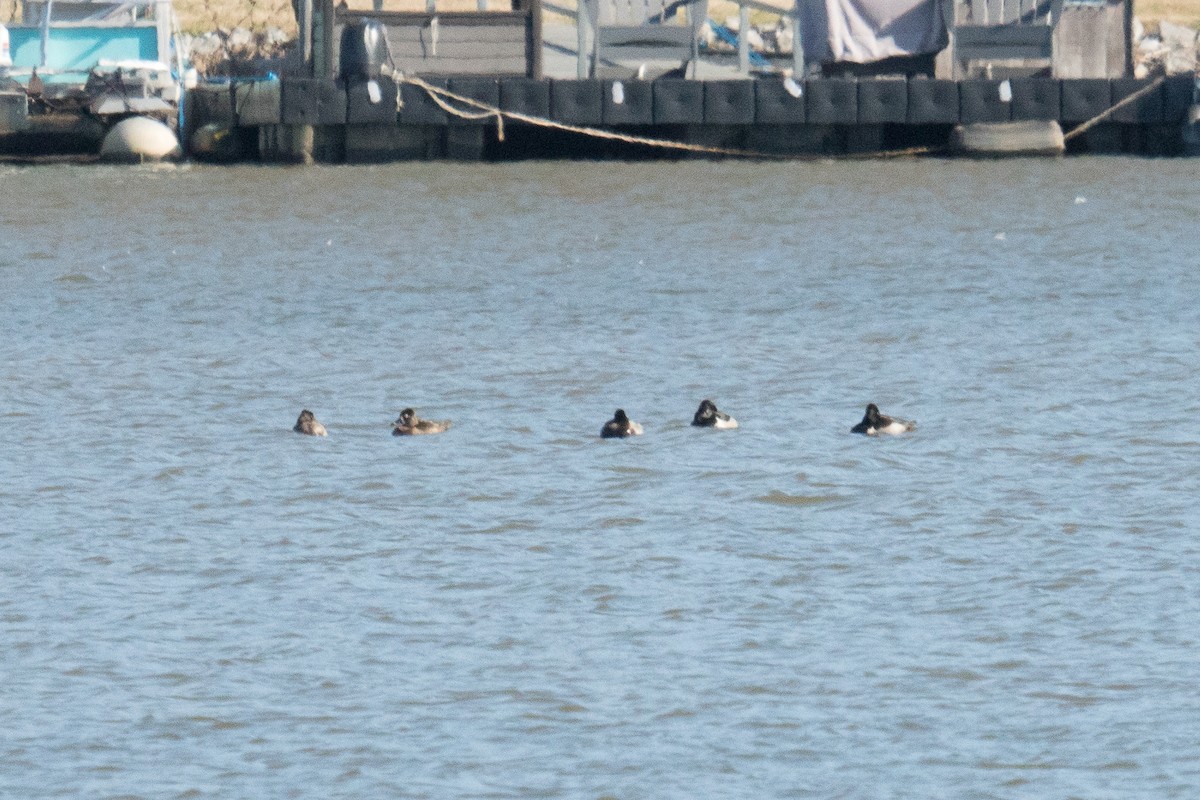 Ring-necked Duck - ML645961131