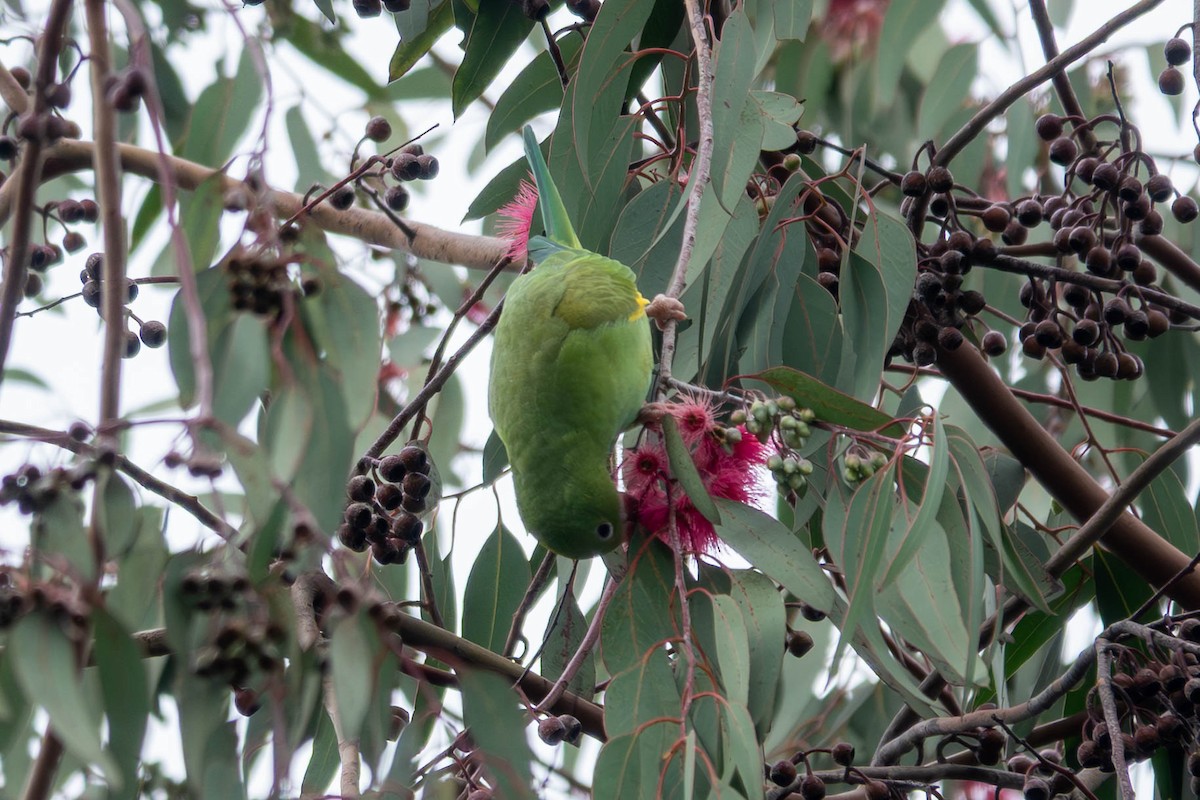 Yellow-chevroned Parakeet - ML645961137