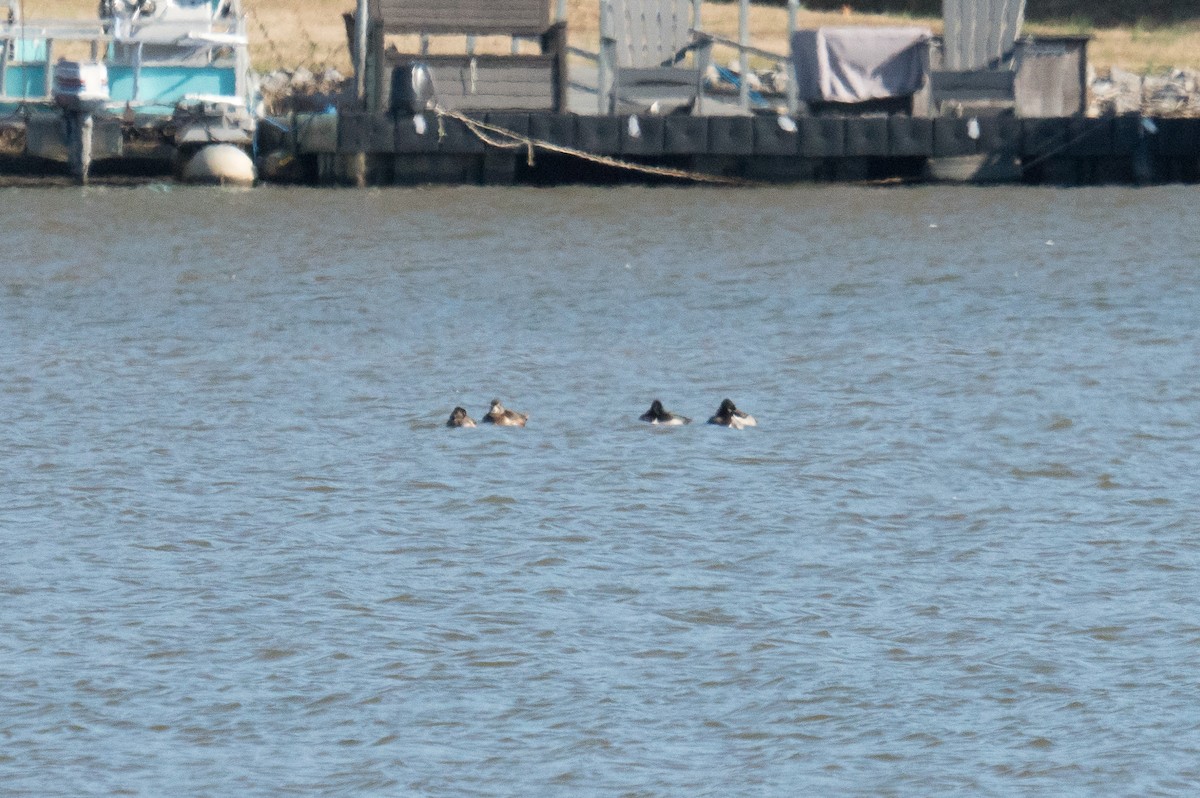 Ring-necked Duck - ML645961143