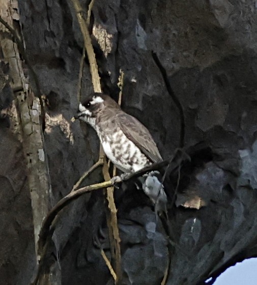 White-browed Purpletuft - ML645961144
