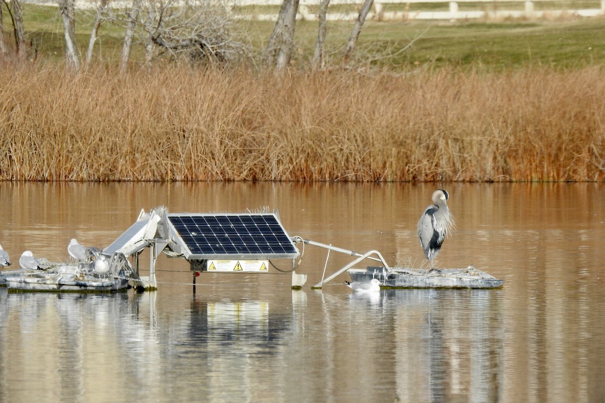 Great Blue Heron - ML645961146