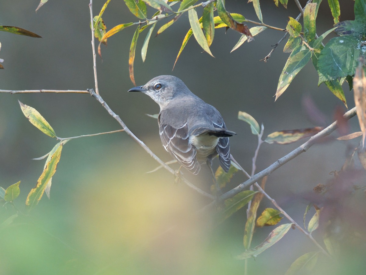 Northern Mockingbird - ML645961147