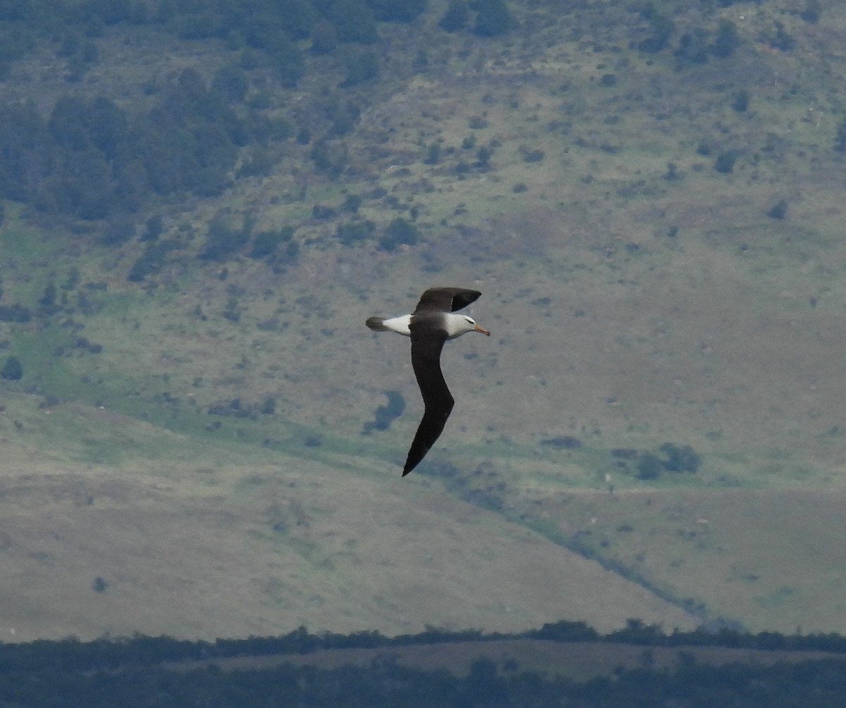 Black-browed Albatross - ML645961148