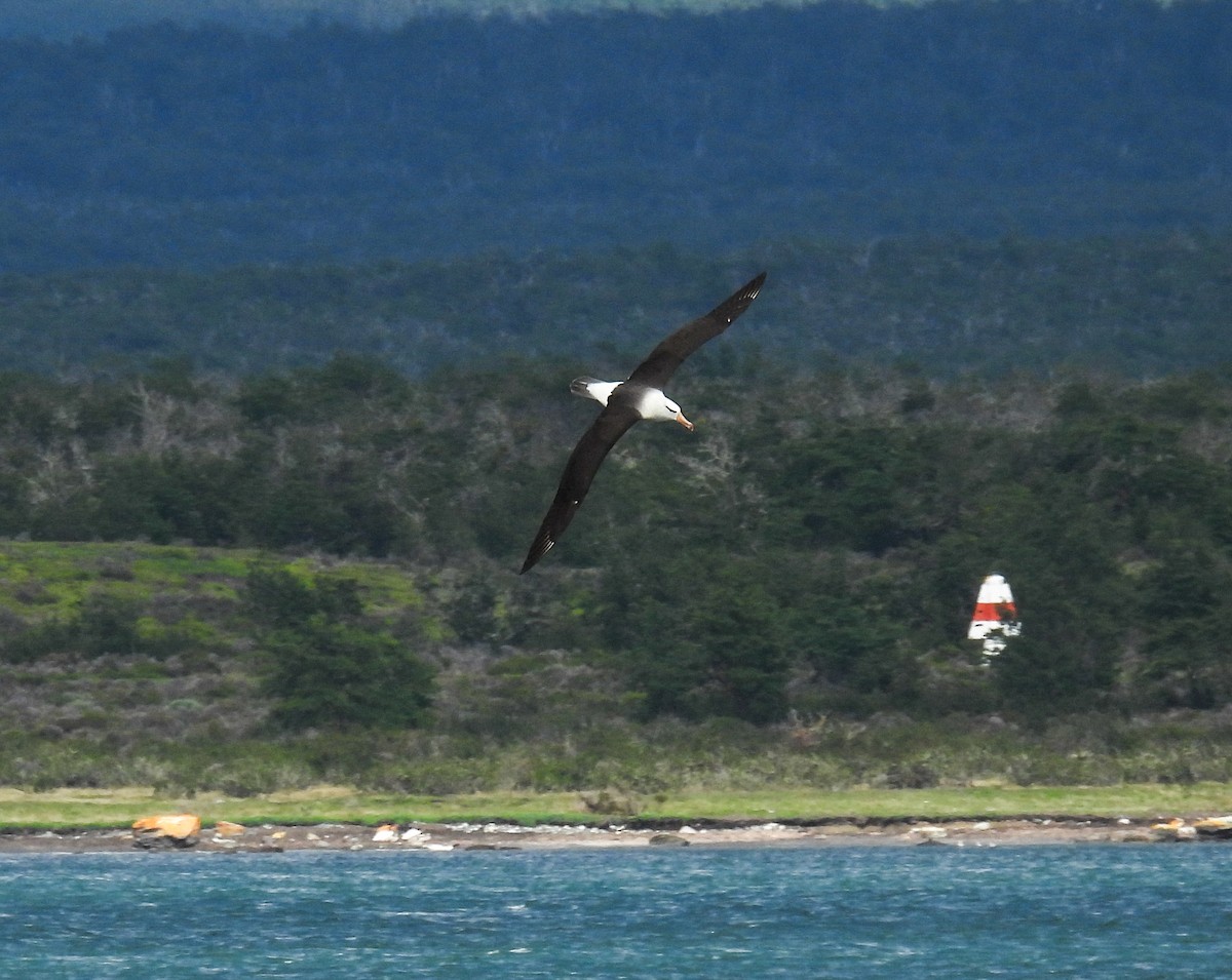 Black-browed Albatross - ML645961149