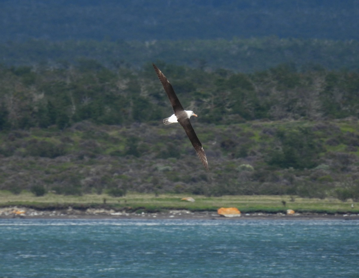 Black-browed Albatross - ML645961150